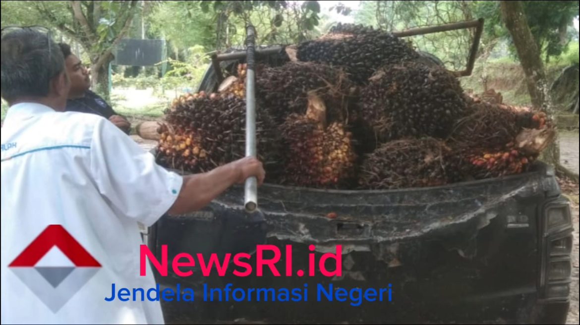 Tiga Pelaku Pencurian TBS di Kebun Mayang Afd.II Blok 15E PTPN IV Regional II Berhasil Ditangkap Security Kebun