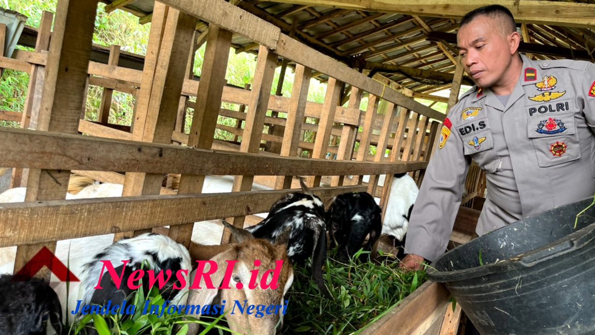 Nyambi Ternak Kambing, Ipda Edi Santoso Jadi Motivasi Bagi Warganya