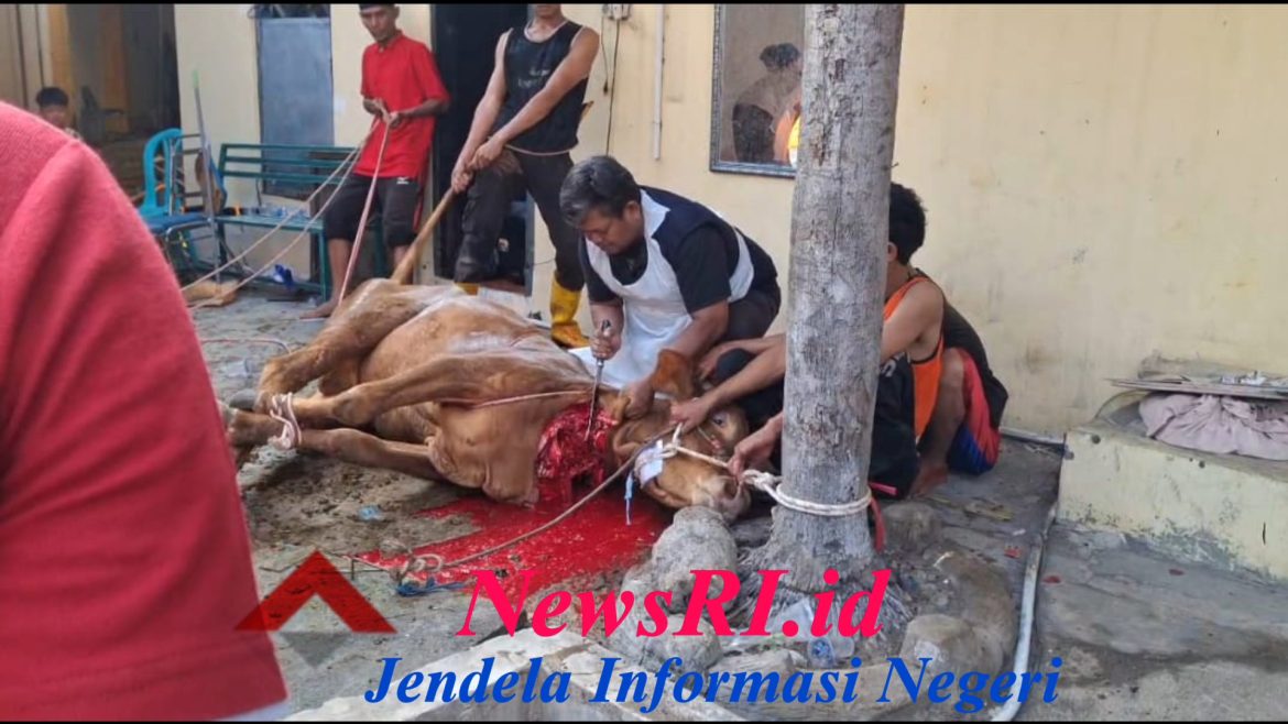 Pembagian Daging Qurban Idul Adha 1446 H/2025 M di Masjid At-Taqwa Sesuai Data dan Tepat Sasaran