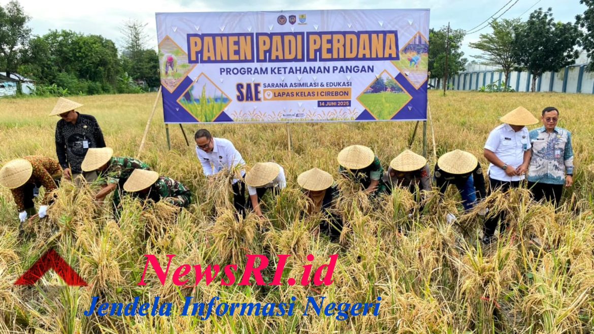 Panen Padi Perdana dan Bakti Sosial, Lapas Cirebon Teguhkan Kepedulian dan Ketahanan Pangan
