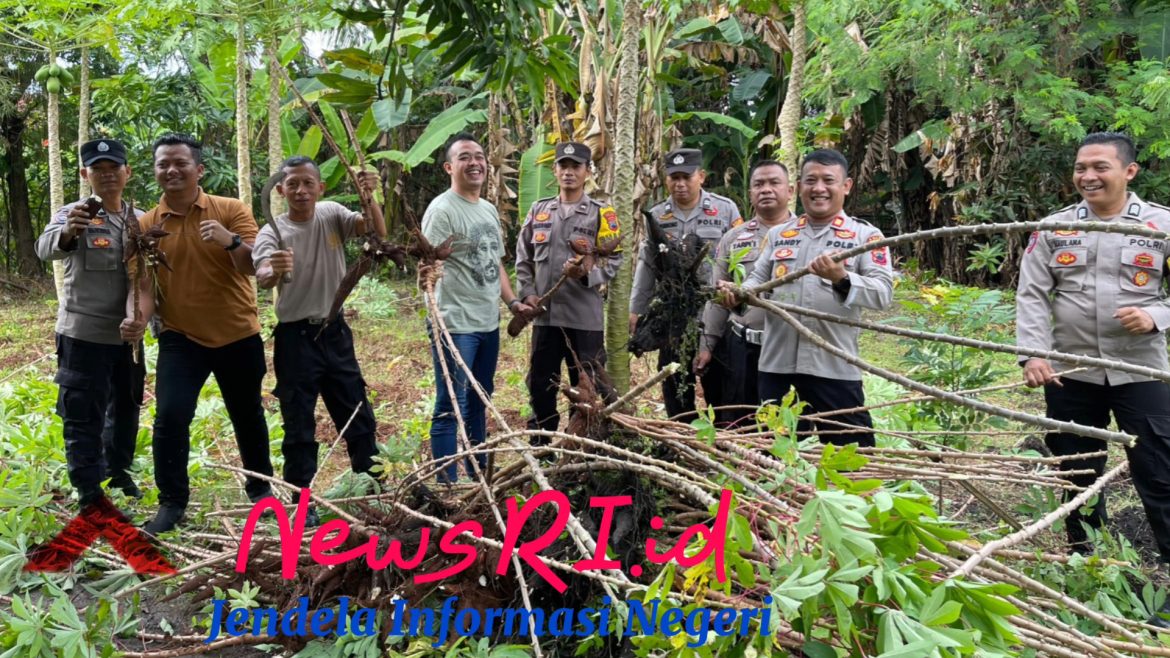 Polsek Sragi Gelar Panen Raya Ketela dari Pekarangan Bergizi