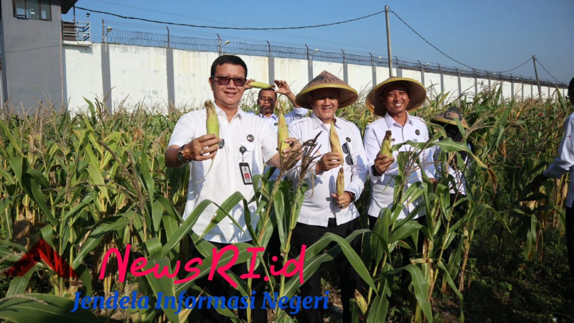 Panen Raya Jagung dan Terong di Lahan Luar Tembok Lapas Narkotika Kelas IIA Cirebon