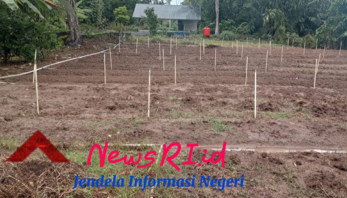 KWT Gampong Ladang Menanti Tanami Bawang Merah Ke-4 kali