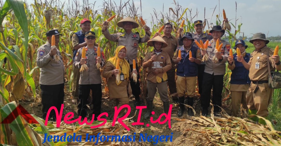 Panen Jagung di Desa Watupayung : Sinergitas Polri dan Petani Hasilkan 4,5 Ton Jagung Maxi