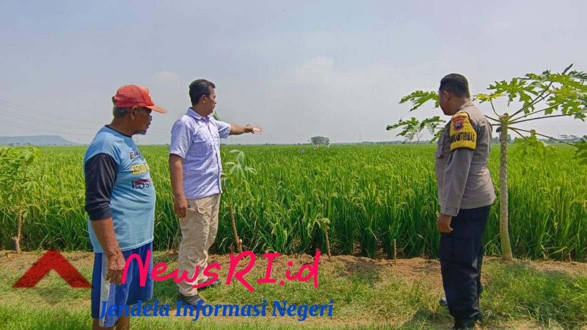 Buruh Tani di Bojong Ditemukan Meninggal di Sawah, Diduga Karena Kelelahan